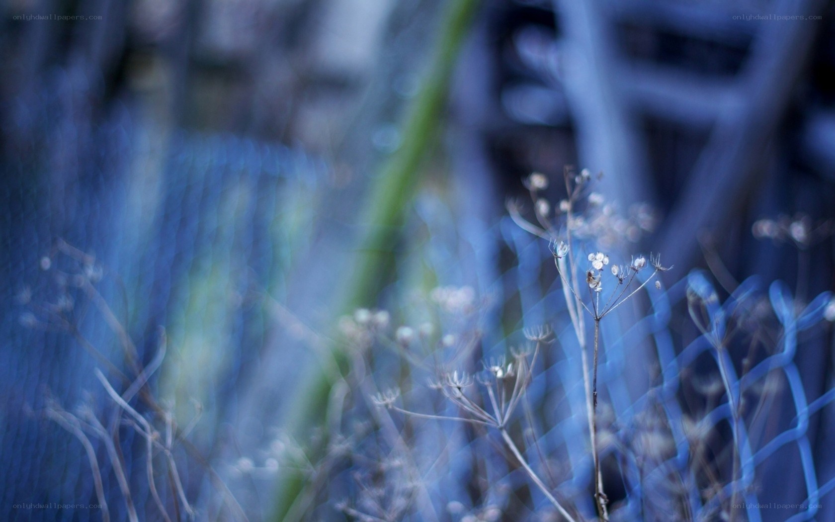 blue-toned wildflowers in focus