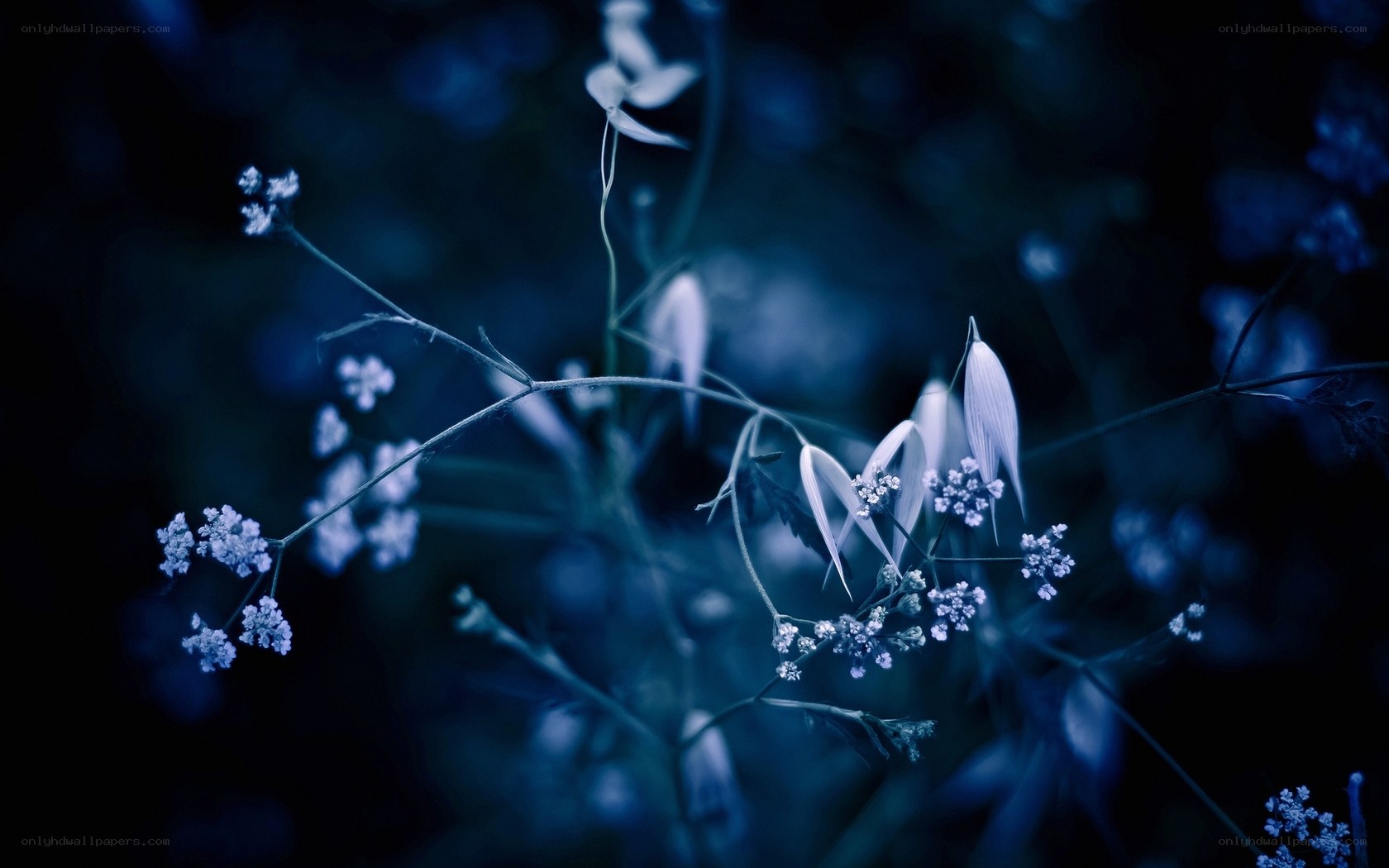 Blue-toned wildflowers in soft focus