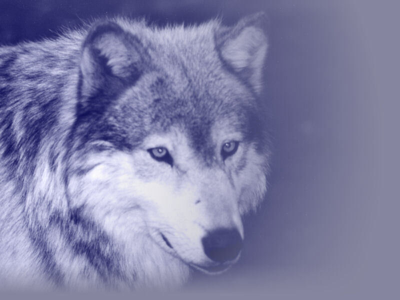 blue-toned wolf portrait