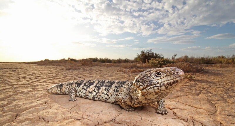 Blue-tongued Lizard