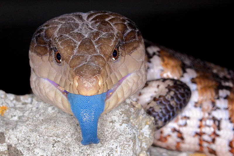 Blue-tongued Skink — Brown, Alert