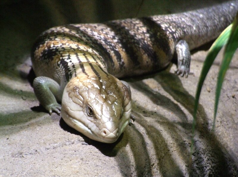 Blue-tongued Skink — Brown, Calm