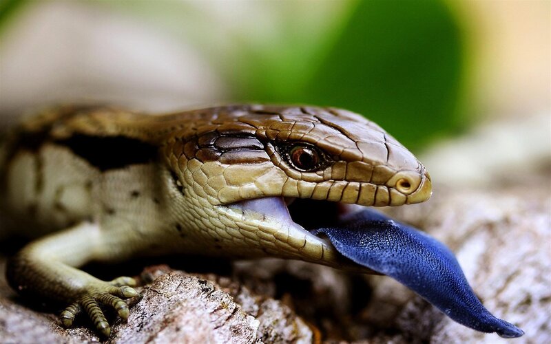 Blue-tongued Skink — Brown, Natural