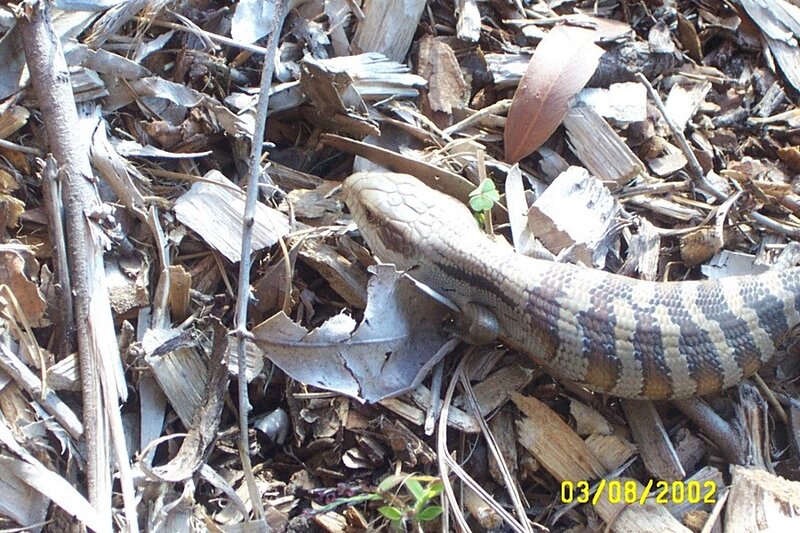 Blue-tongued Skink — Brown