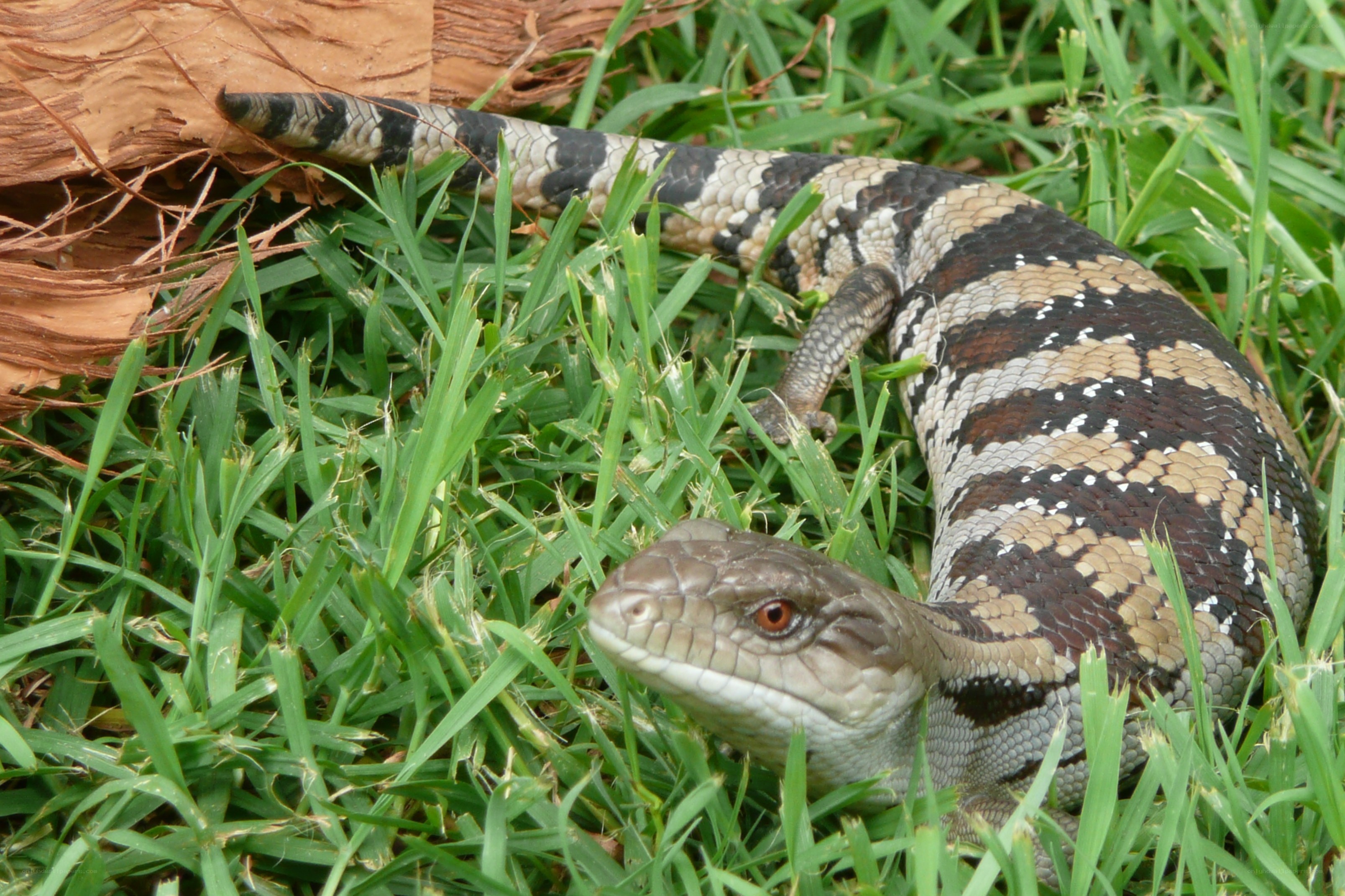 blue-tongued skink in grass