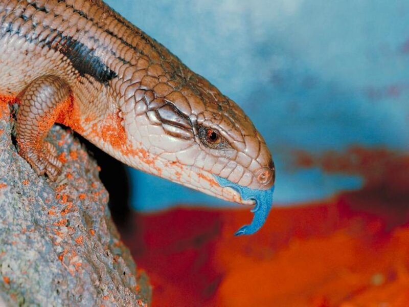 Blue-tongued Skink