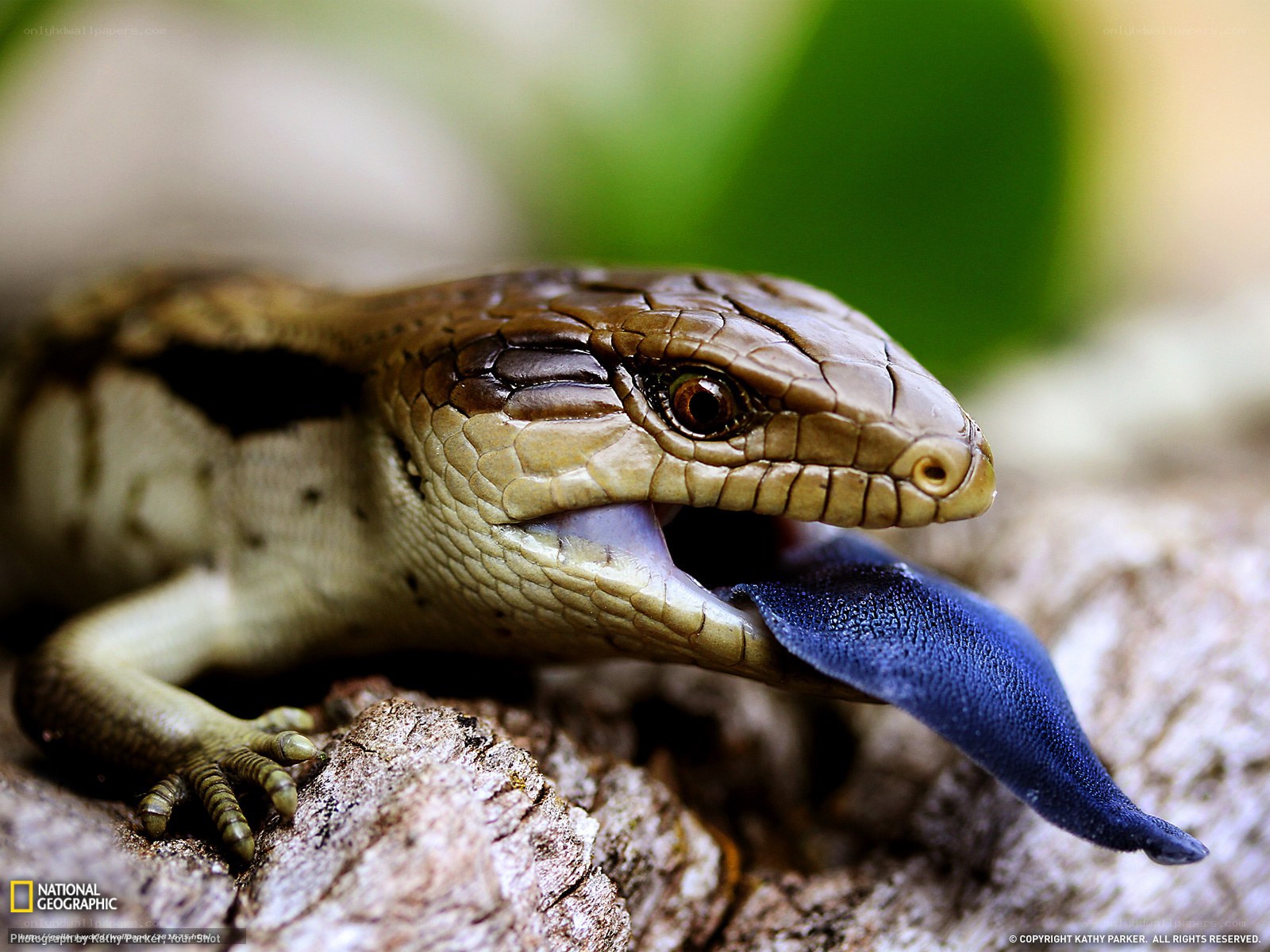 Blue-tongued skink with tongue out