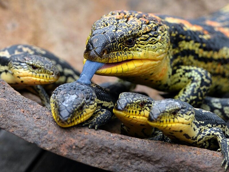Blue-tongued Skinks