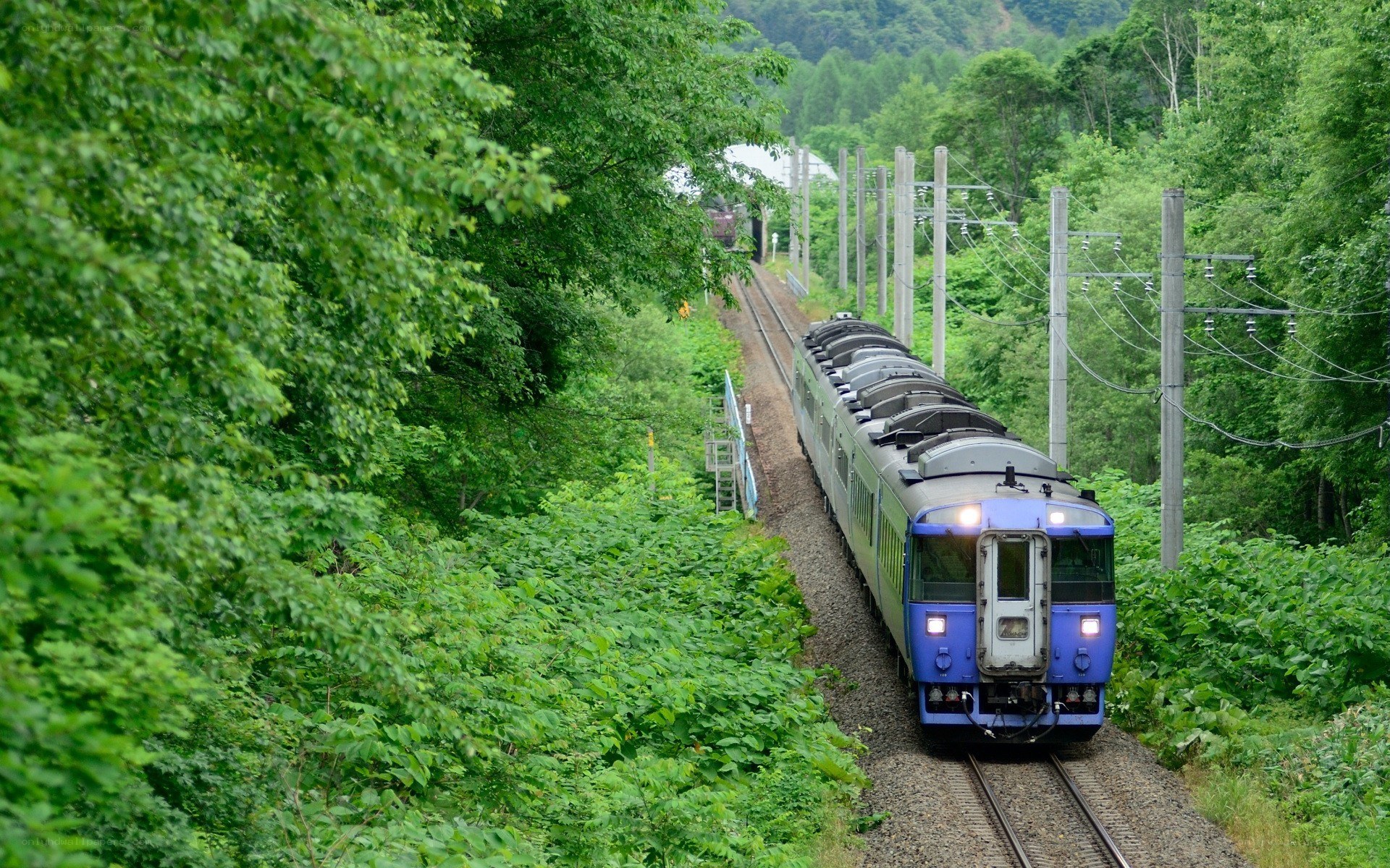 Blue train in green forest