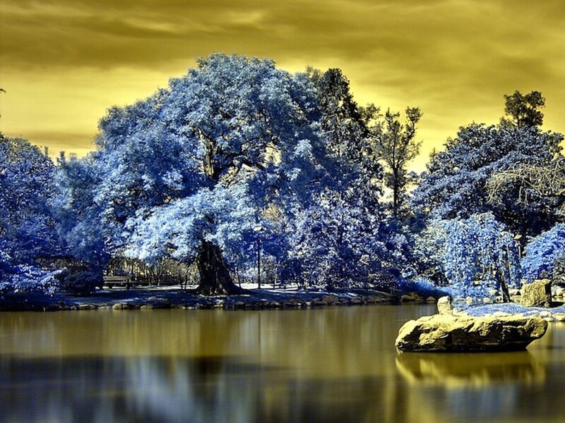 Blue Tree by Lake