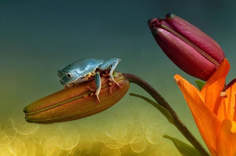 Blue Tree Frog on Flower