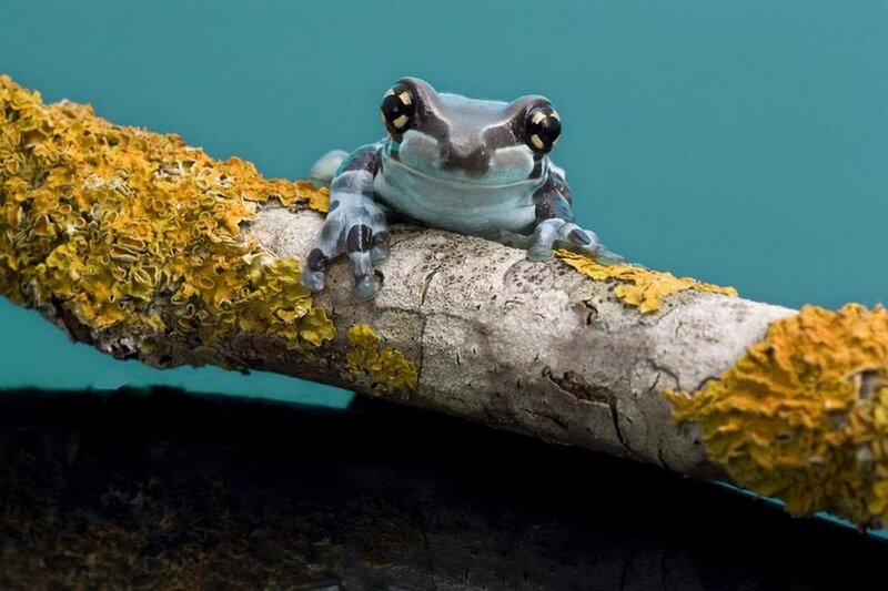 Blue Tree Frog