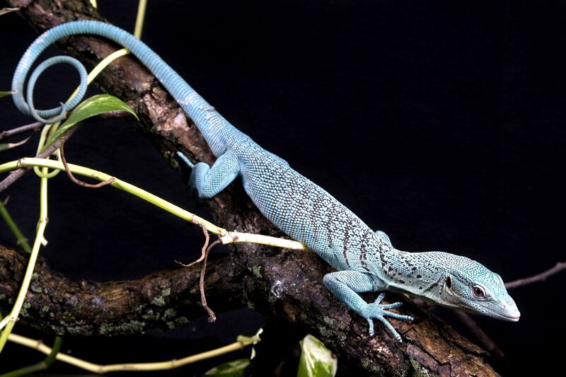 Blue Tree Monitor Lizard