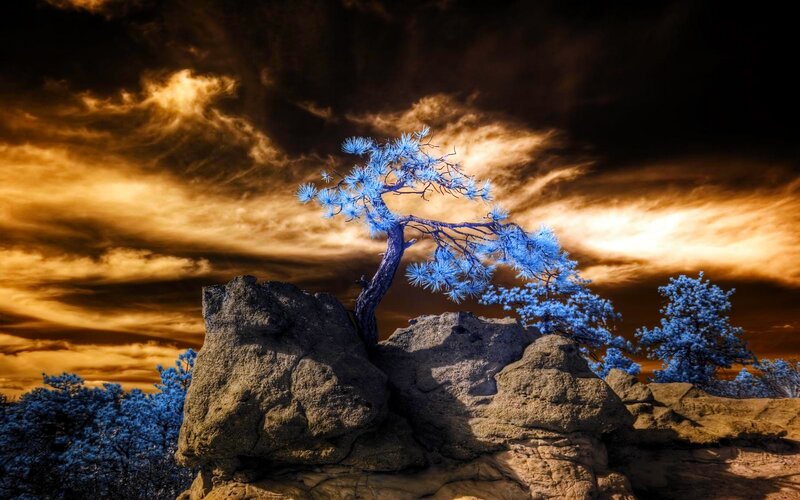 Blue Tree on Rock