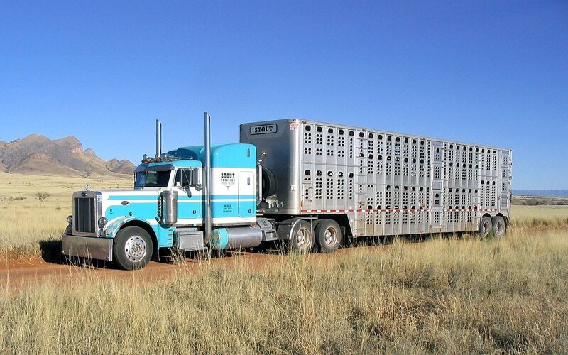 Blue truck with livestock trailer