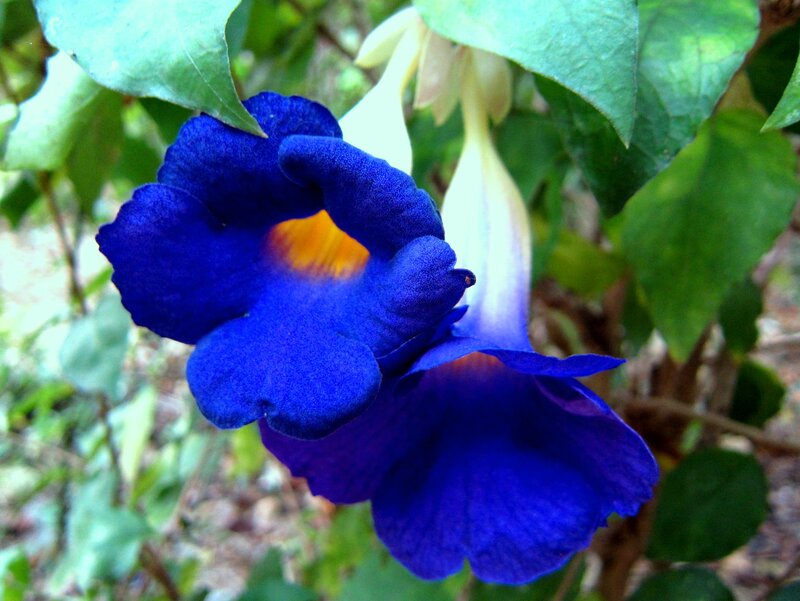 Blue Trumpet Flower