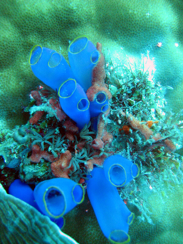 Blue tube sponges on coral reef