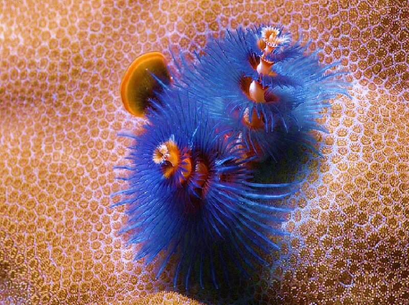 Blue tube worms on coral