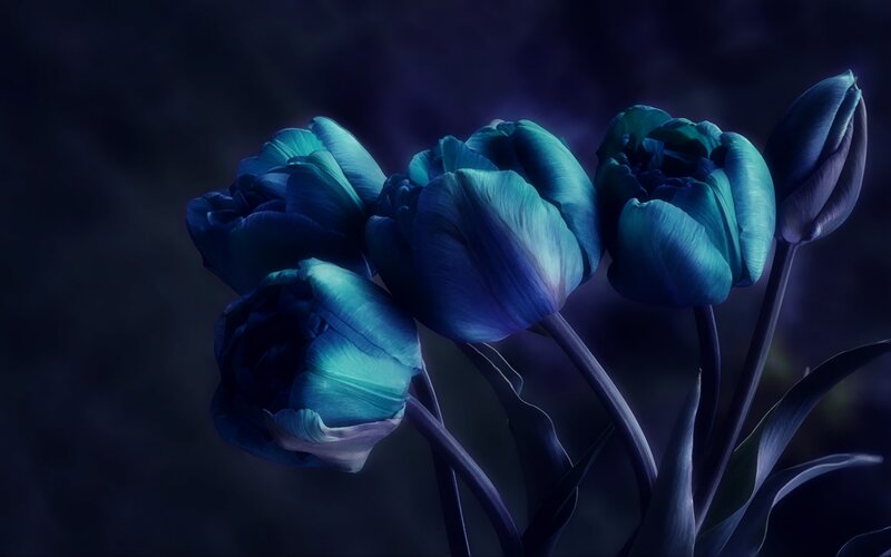 Blue Tulip Bouquet — Dramatic