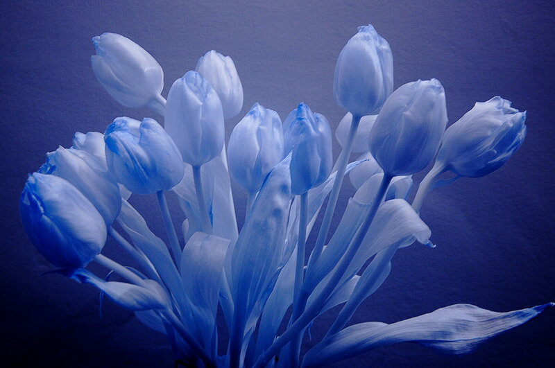 Blue Tulip Bouquet