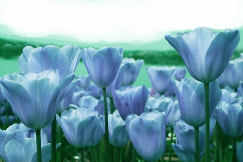 Blue Tulip Field