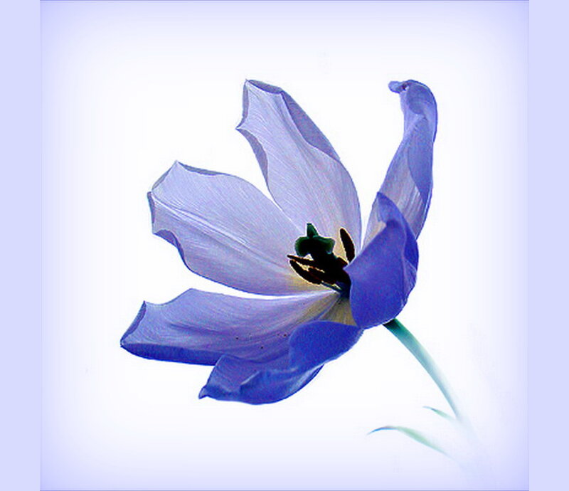 Blue Tulip Flower — Purple