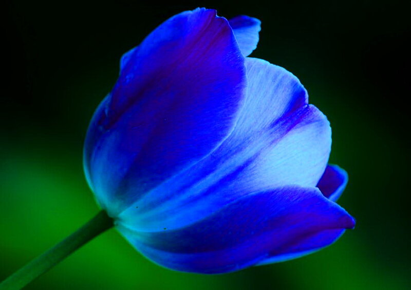 Blue Tulip Flower
