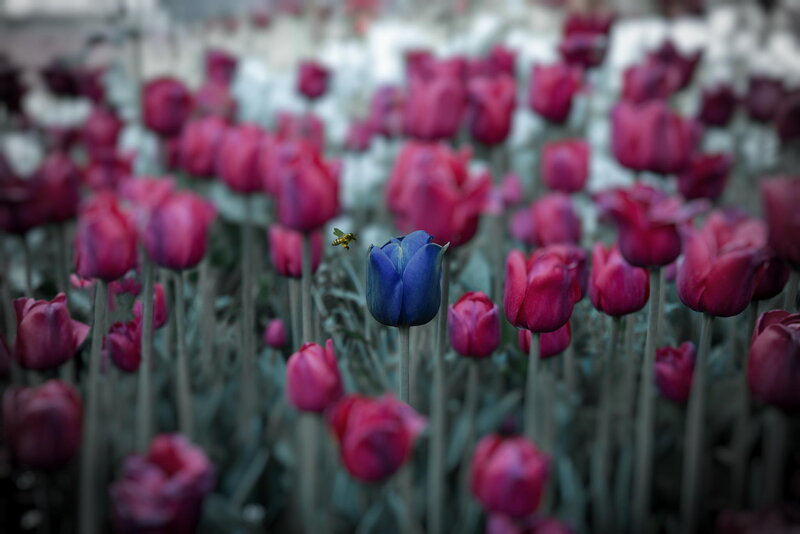 Blue Tulip in Field