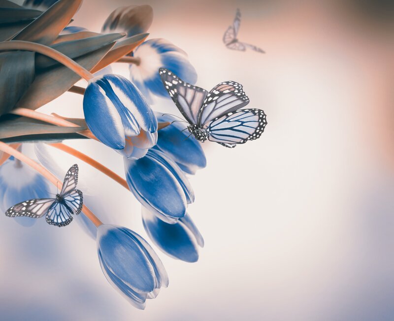 Blue Tulips and Butterflies