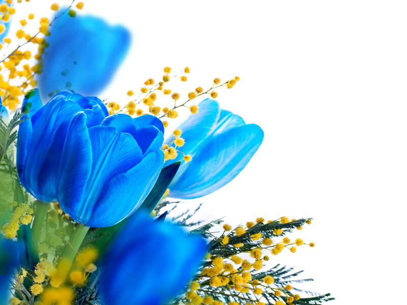 Blue Tulips and Mimosa — Bright