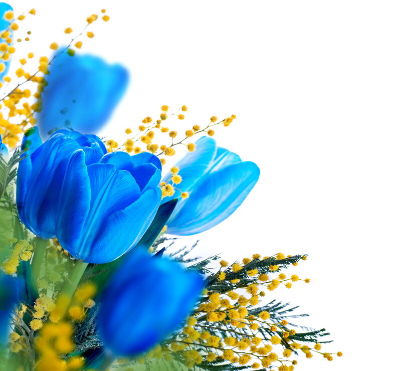 Blue Tulips and Mimosa