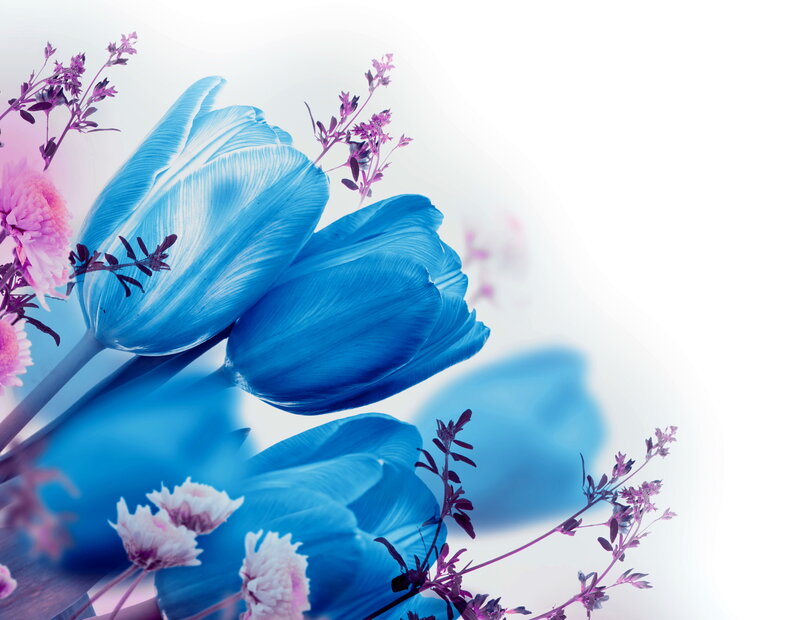 Blue Tulips and Purple Flowers
