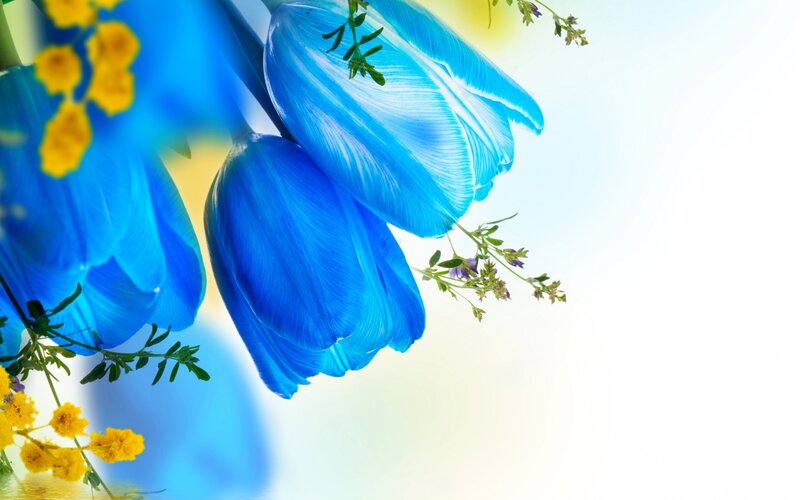 Blue Tulips and Yellow Flowers