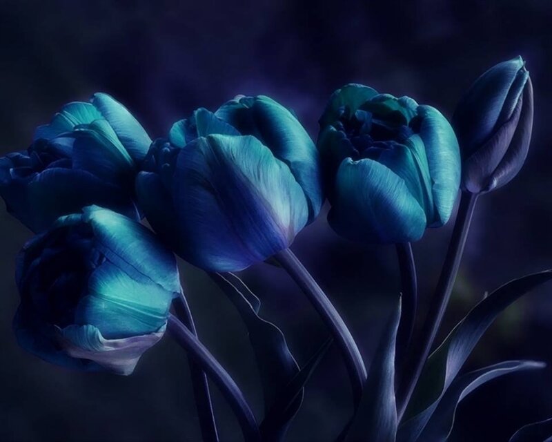 Blue Tulips in Bloom — Dramatic, Night