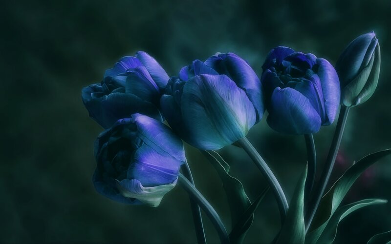 Blue Tulips in Bloom — Dramatic