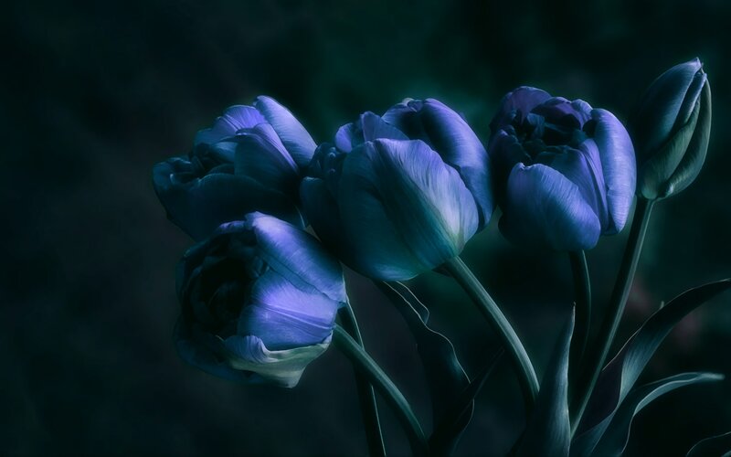 Blue Tulips in Bloom