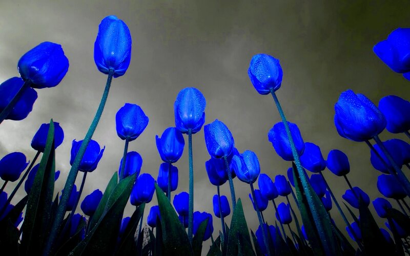 Blue Tulips in Field — Dramatic