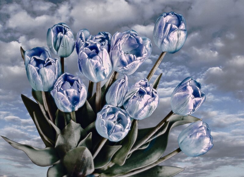 Blue Tulips in Sky