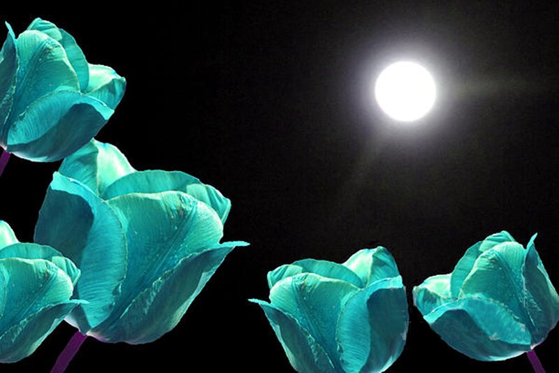 Blue Tulips under Moonlight