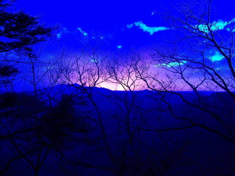 Blue twilight over bare trees