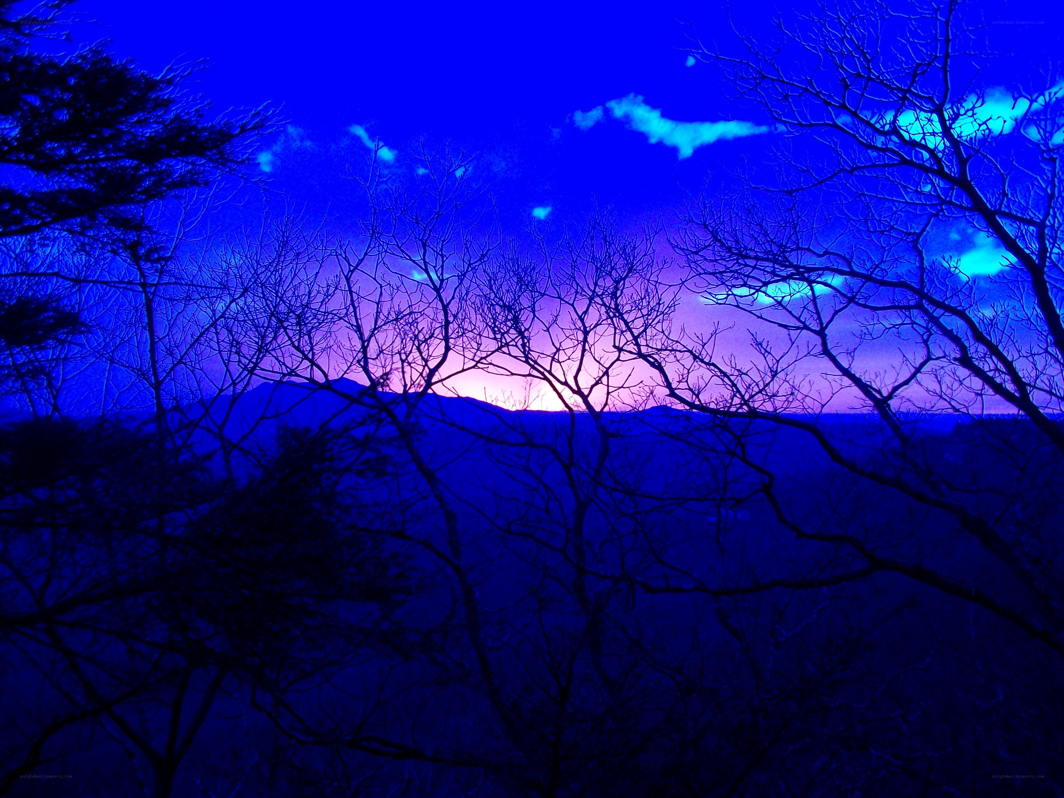Blue twilight over bare trees