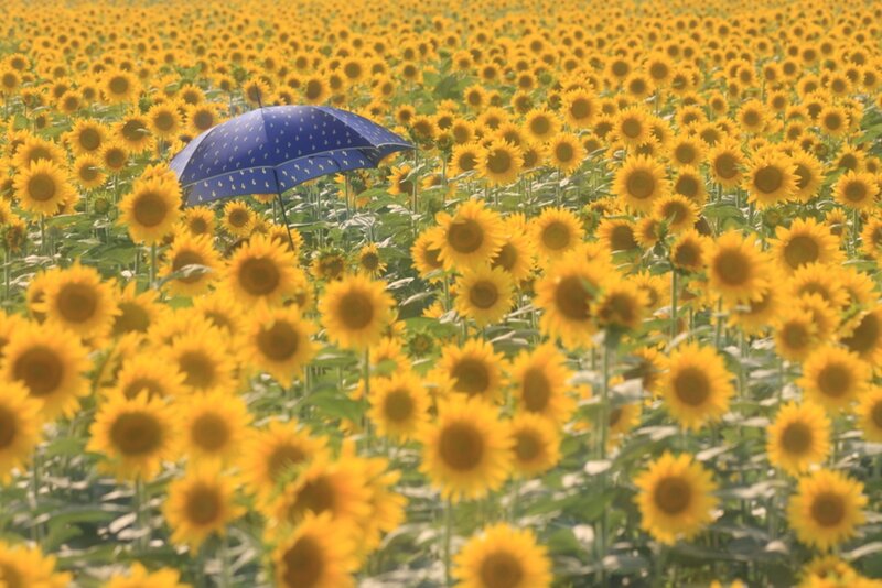 Blue Umbrella in Sunflowers