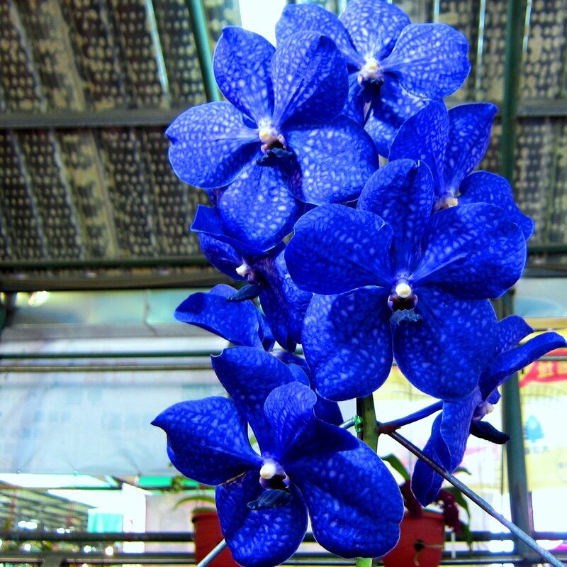 Blue Vanda Orchid Flowers — Calm