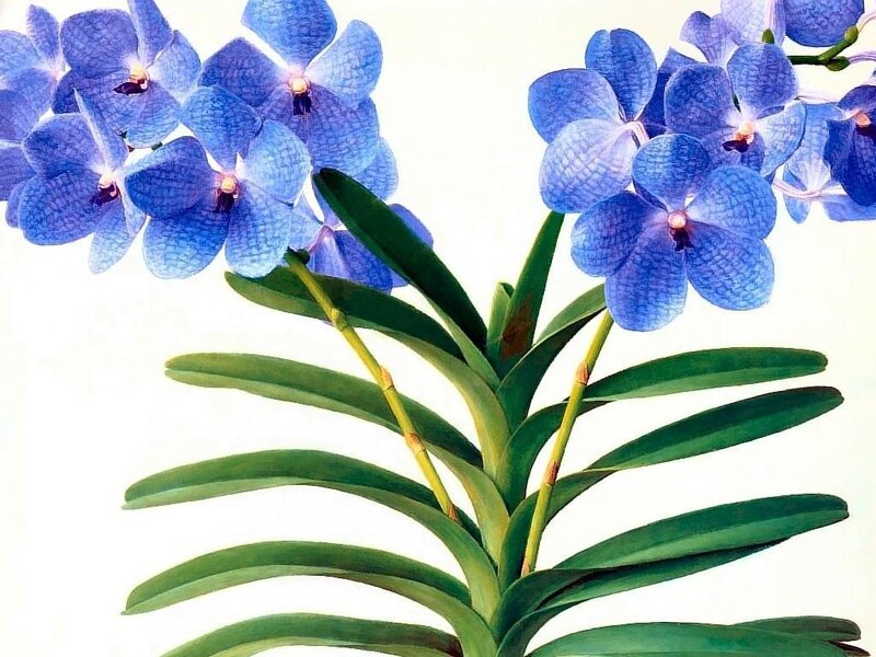 blue vanda orchid flowers
