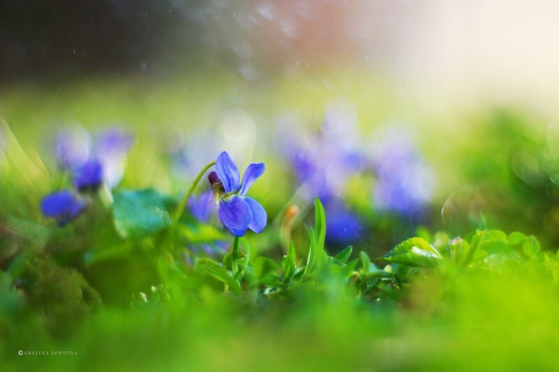 Blue Violet Flower