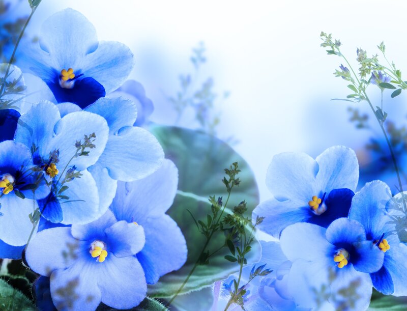 Blue Violets in Bloom
