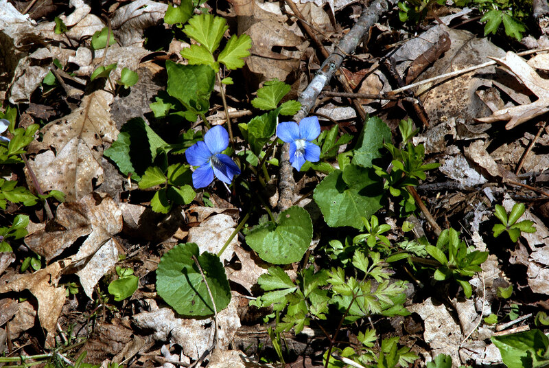 Blue Violets in Forest