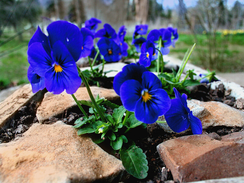 blue violets in stone planter