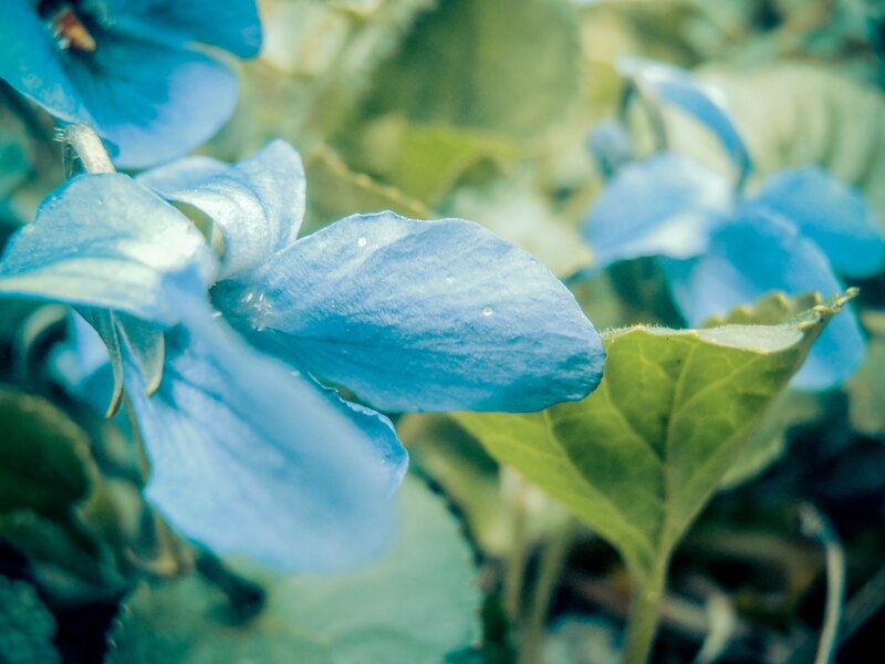 blue violets in the garden