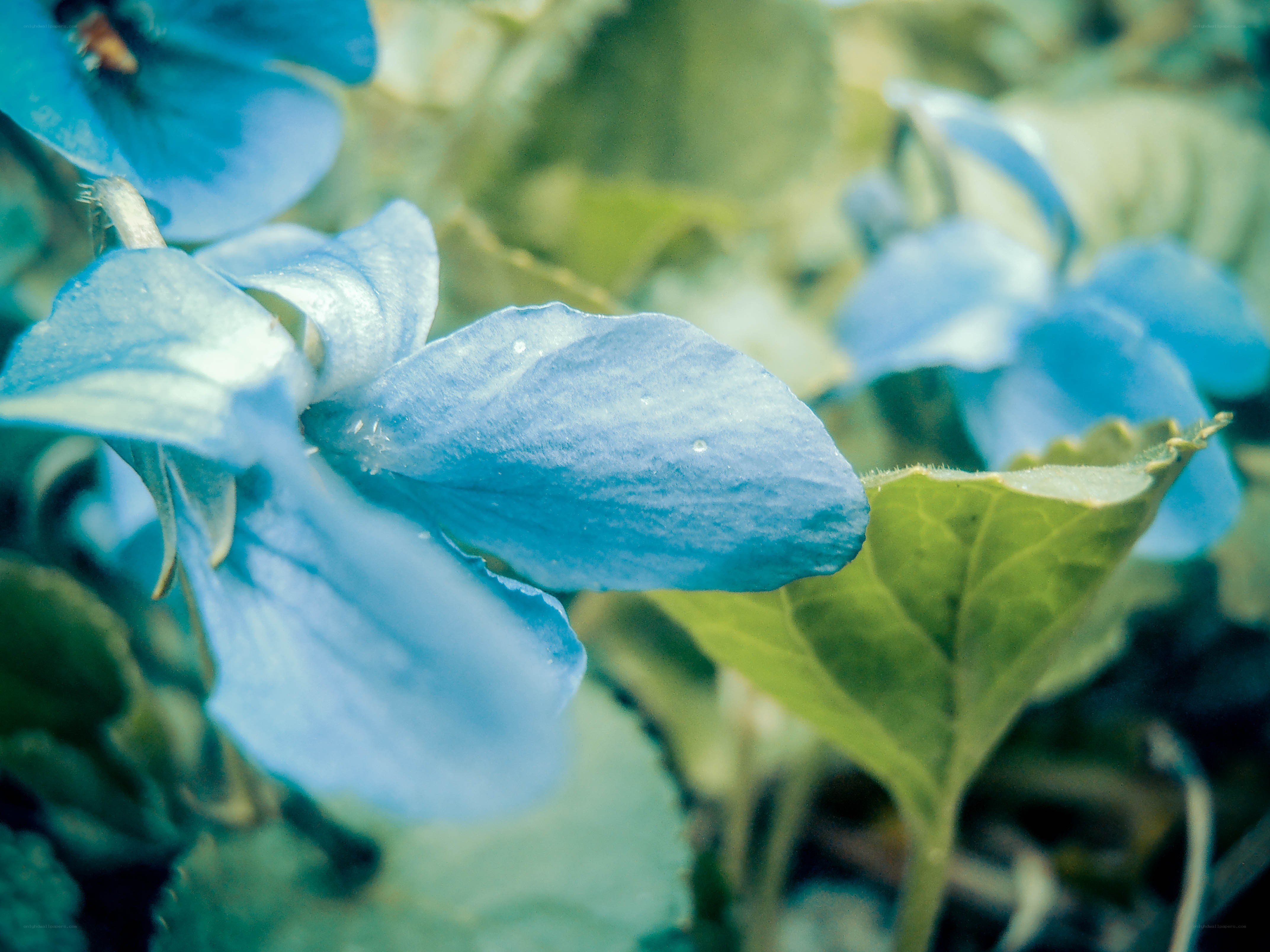 blue violets in the garden